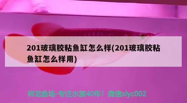 201玻璃膠粘魚缸怎么樣(201玻璃膠粘魚缸怎么樣用) 超血紅龍魚