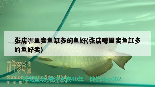 張店哪里賣魚缸多的魚好(張店哪里賣魚缸多的魚好賣)