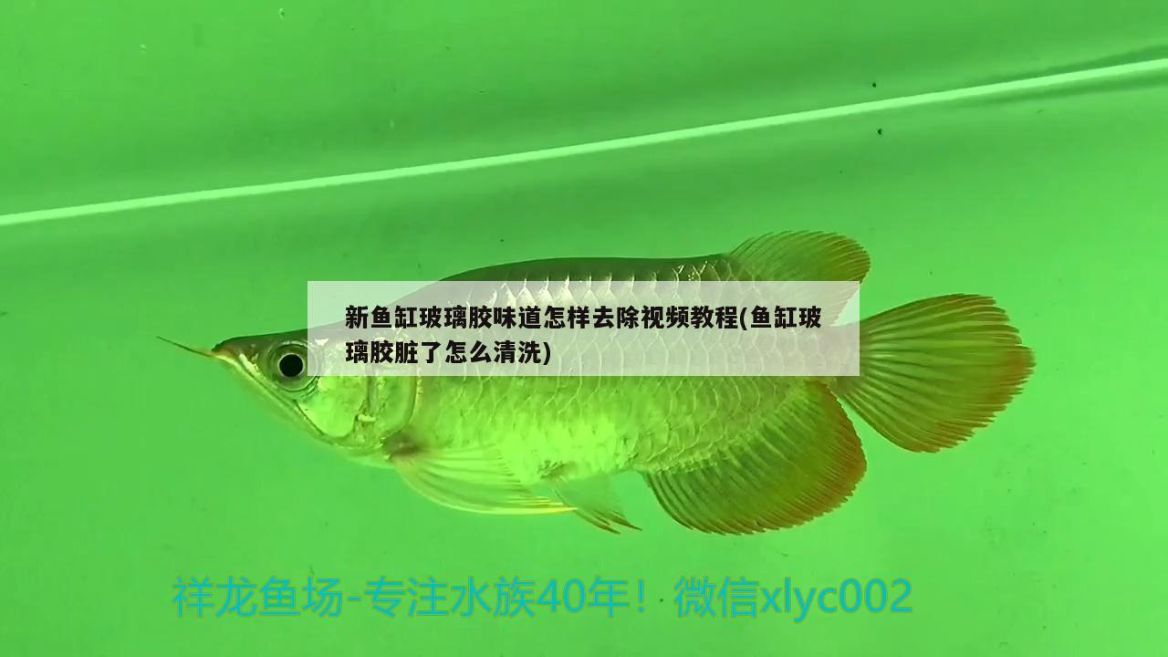 新魚缸玻璃膠味道怎樣去除視頻教程(魚缸玻璃膠臟了怎么清洗)