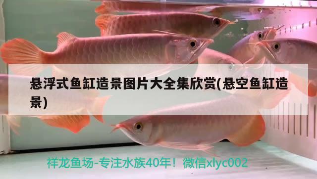 懸浮式魚缸造景圖片大全集欣賞(懸空魚缸造景) 綠皮辣椒小紅龍