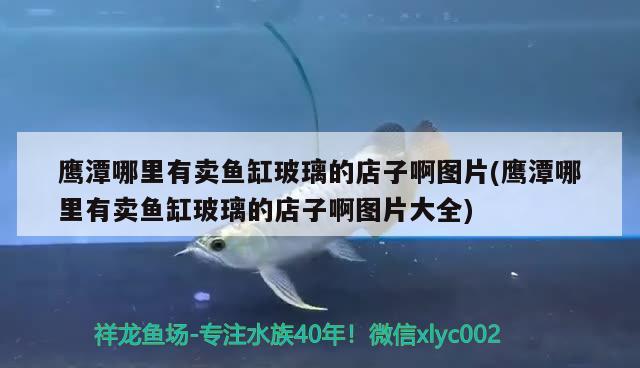 鷹潭哪里有賣魚缸玻璃的店子啊圖片(鷹潭哪里有賣魚缸玻璃的店子啊圖片大全) 純血皇冠黑白魟魚