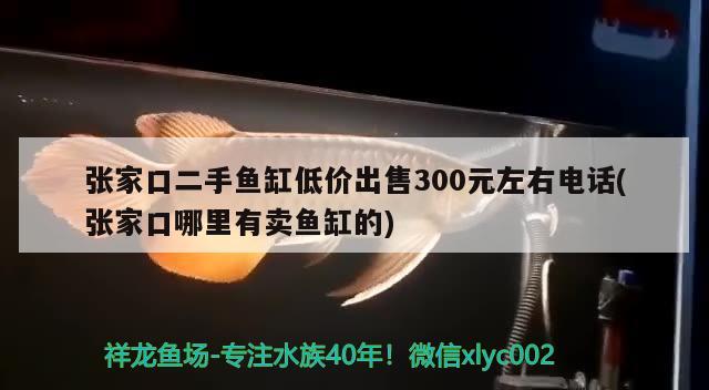 張家口二手魚缸低價出售300元左右電話(張家口哪里有賣魚缸的)