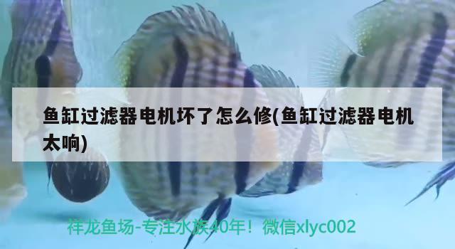 魚缸過濾器電機壞了怎么修(魚缸過濾器電機太響) 鴨嘴鯊魚