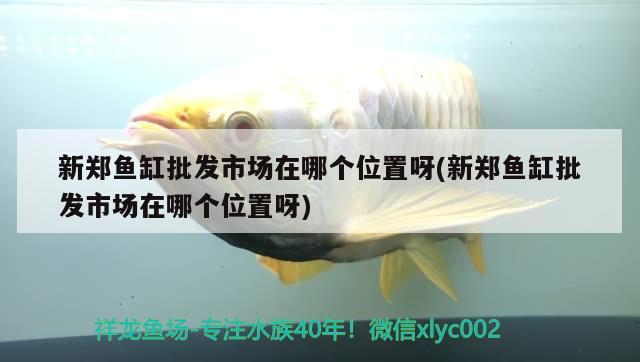 新鄭魚缸批發(fā)市場在哪個(gè)位置呀(新鄭魚缸批發(fā)市場在哪個(gè)位置呀) 黃寬帶蝴蝶魚