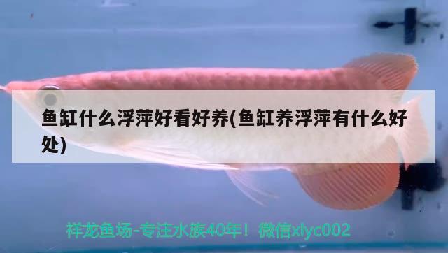 魚缸什么浮萍好看好養(yǎng)(魚缸養(yǎng)浮萍有什么好處) 金龍福龍魚