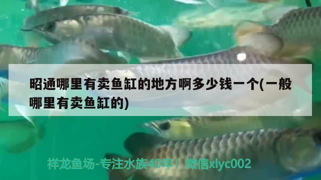 昭通哪里有賣魚缸的地方啊多少錢一個(一般哪里有賣魚缸的)