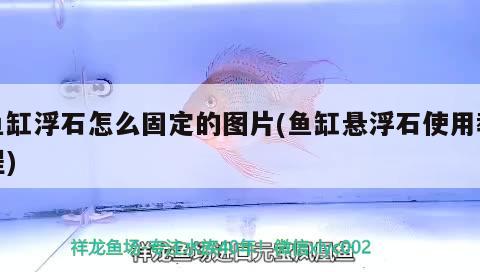 魚缸浮石怎么固定的圖片(魚缸懸浮石使用教程) 狗仔招財貓魚