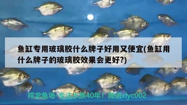 魚缸專用玻璃膠什么牌子好用又便宜(魚缸用什么牌子的玻璃膠效果會(huì)更好?) 稀有紅龍品種