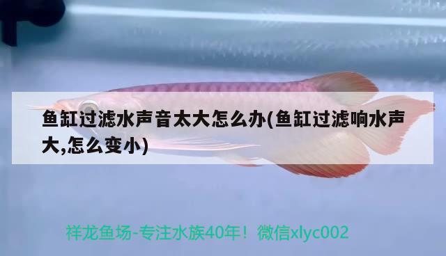 魚(yú)缸過(guò)濾水聲音太大怎么辦(魚(yú)缸過(guò)濾響水聲大,怎么變小) 印尼三紋虎