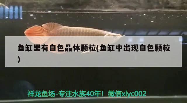 魚缸里有白色晶體顆粒(魚缸中出現(xiàn)白色顆粒)