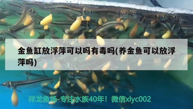 金魚(yú)缸放浮萍可以嗎有毒嗎(養(yǎng)金魚(yú)可以放浮萍嗎) BD魟魚(yú)