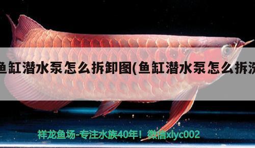 魚缸潛水泵怎么拆卸圖(魚缸潛水泵怎么拆洗) 赤焰中國(guó)虎魚