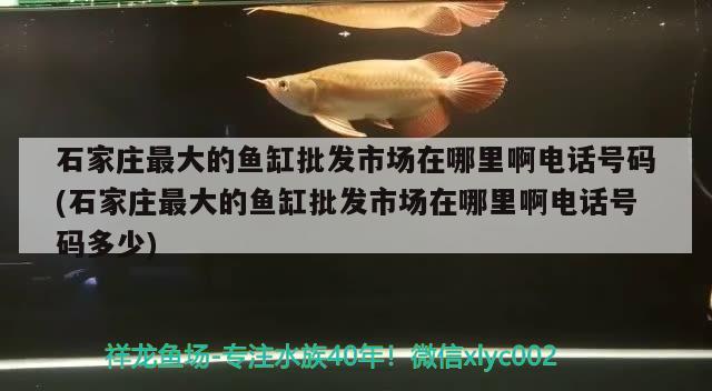 石家莊最大的魚缸批發(fā)市場在哪里啊電話號碼(石家莊最大的魚缸批發(fā)市場在哪里啊電話號碼多少)