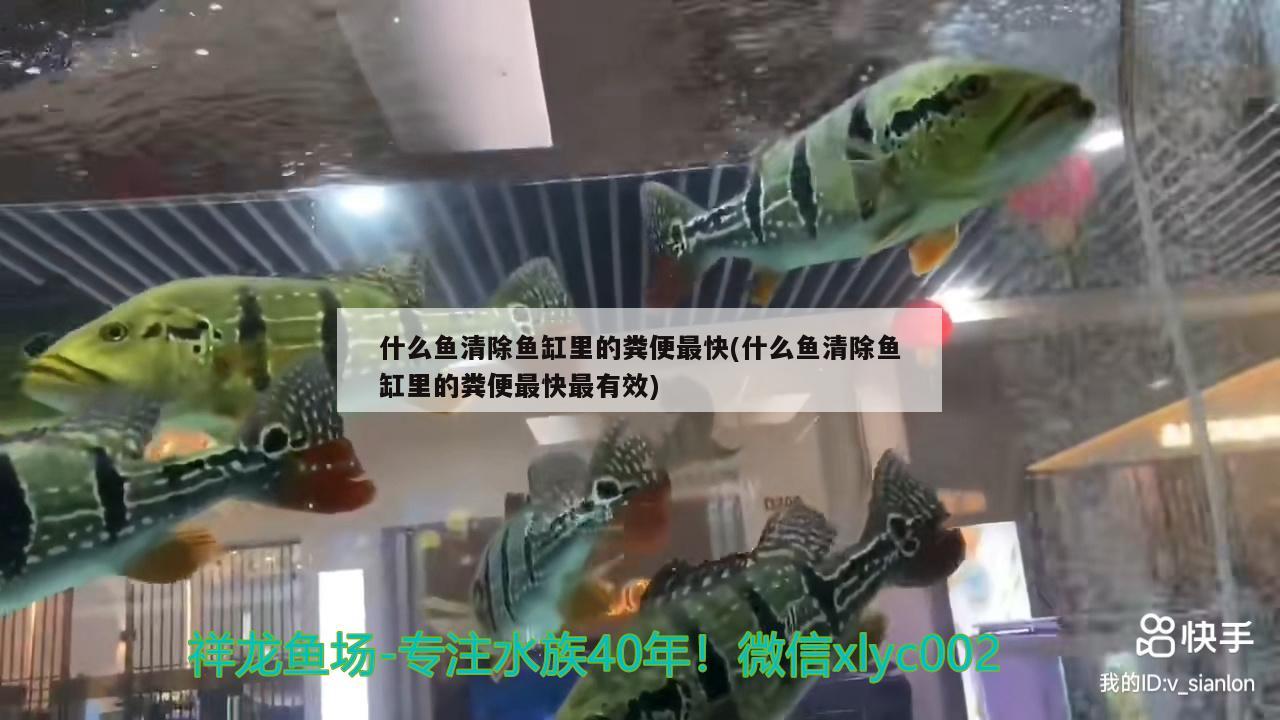 什么魚清除魚缸里的糞便最快(什么魚清除魚缸里的糞便最快最有效) 印尼小紅龍