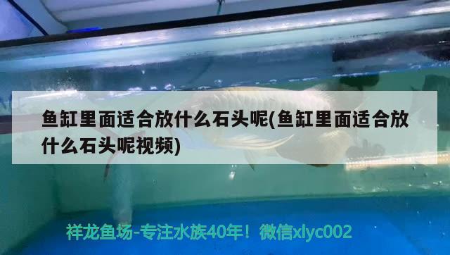 魚缸里面適合放什么石頭呢(魚缸里面適合放什么石頭呢視頻)