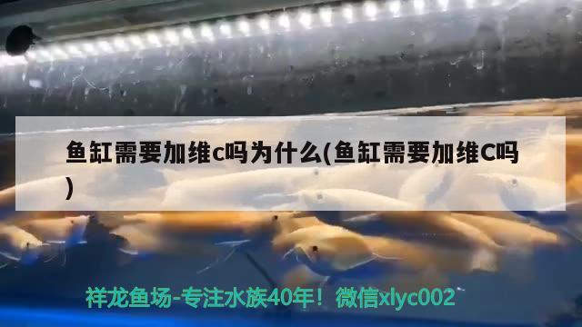 魚缸需要加維c嗎為什么(魚缸需要加維C嗎) 虎魚魚苗