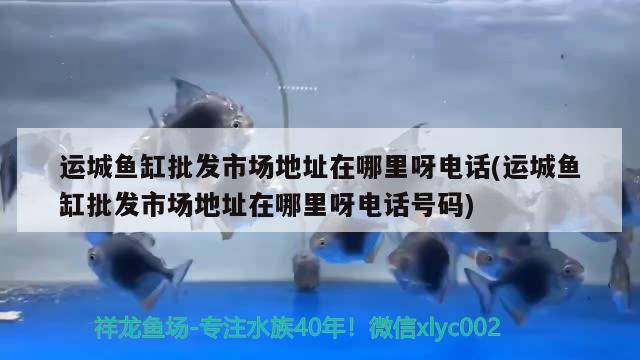 運城魚缸批發(fā)市場地址在哪里呀電話(運城魚缸批發(fā)市場地址在哪里呀電話號碼) 狗仔（招財貓)魚苗