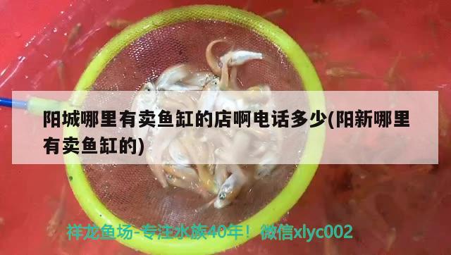 陽城哪里有賣魚缸的店啊電話多少(陽新哪里有賣魚缸的) BD魟魚