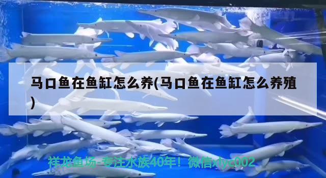 馬口魚在魚缸怎么養(yǎng)(馬口魚在魚缸怎么養(yǎng)殖) 水族品牌