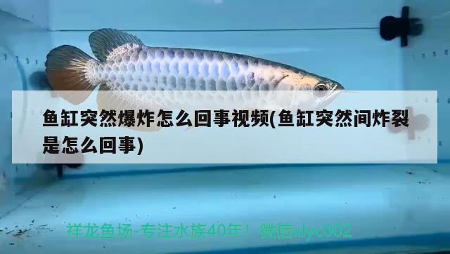 魚缸突然爆炸怎么回事視頻(魚缸突然間炸裂是怎么回事) 黃金河虎魚