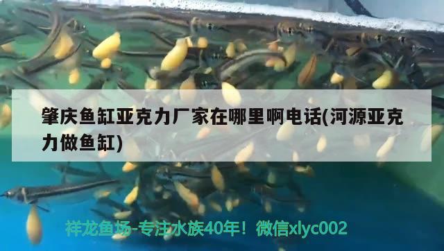 肇慶魚缸亞克力廠家在哪里啊電話(河源亞克力做魚缸) 金頭過背金龍魚