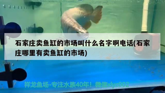 石家莊賣魚缸的市場叫什么名字啊電話(石家莊哪里有賣魚缸的市場) 黑白雙星