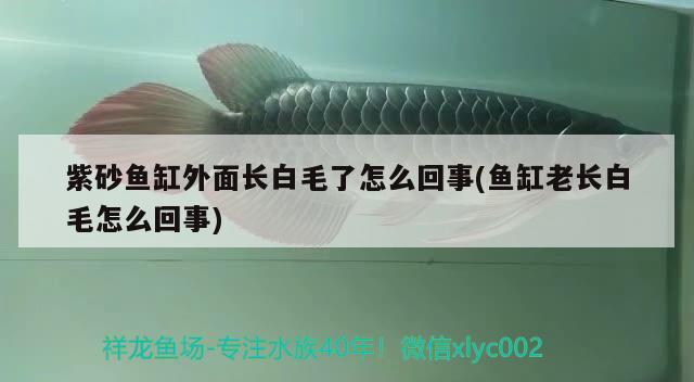 紫砂魚缸外面長(zhǎng)白毛了怎么回事(魚缸老長(zhǎng)白毛怎么回事) 觀賞魚市場(chǎng)（混養(yǎng)魚）