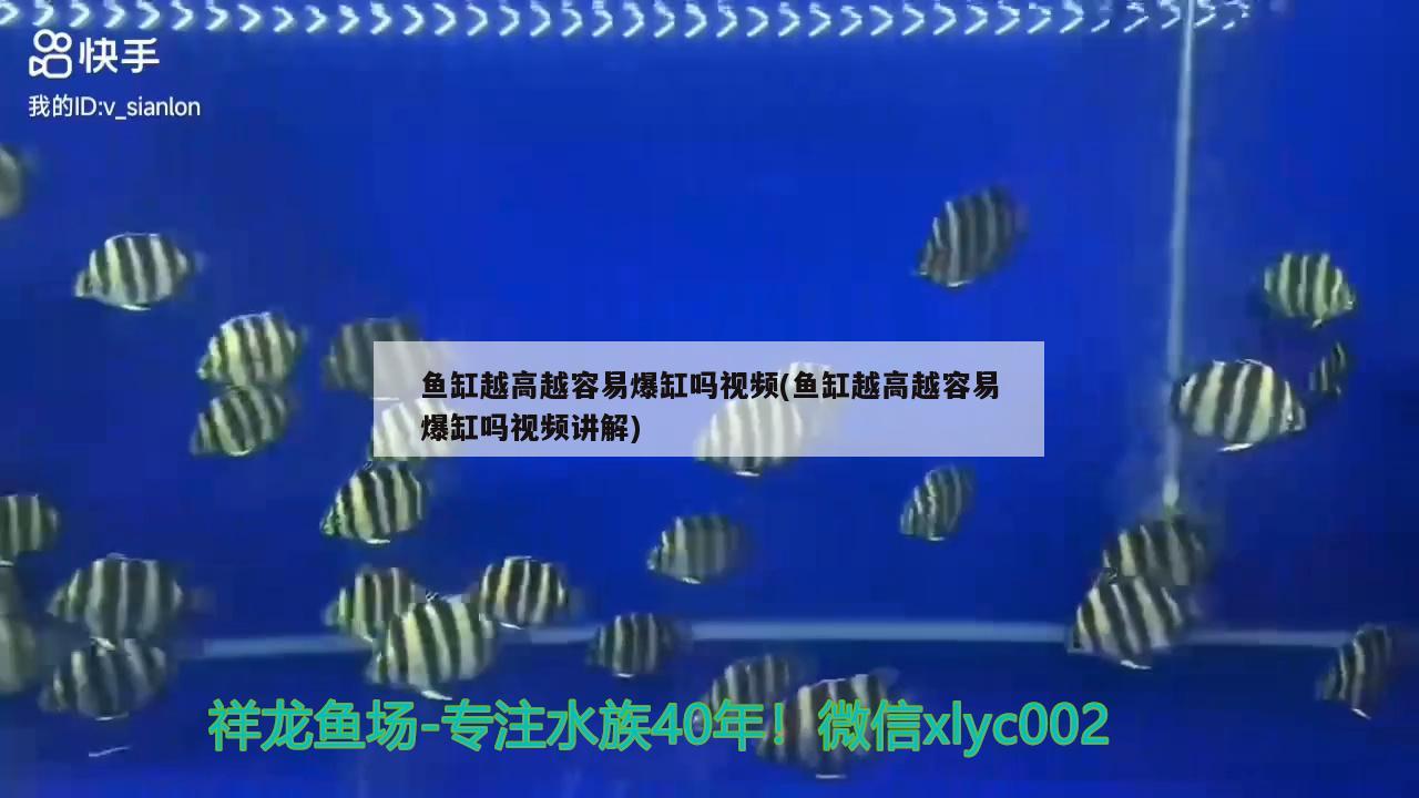 魚缸越高越容易爆缸嗎視頻(魚缸越高越容易爆缸嗎視頻講解) 鐵甲武士