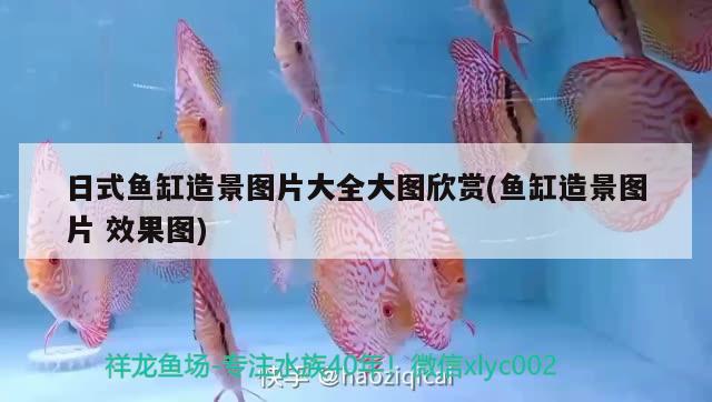 日式魚(yú)缸造景圖片大全大圖欣賞(魚(yú)缸造景圖片效果圖) 非洲金鼓魚(yú)