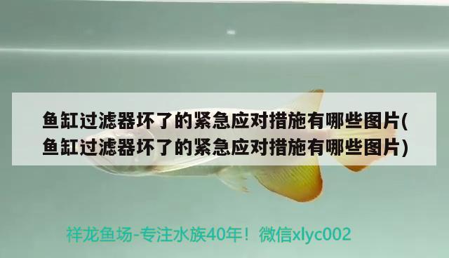 魚(yú)缸過(guò)濾器壞了的緊急應(yīng)對(duì)措施有哪些圖片(魚(yú)缸過(guò)濾器壞了的緊急應(yīng)對(duì)措施有哪些圖片) 球鯊魚(yú)