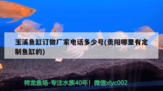 玉溪魚缸訂做廠家電話多少號(hào)(貴陽哪里有定制魚缸的) 粗線銀版魚