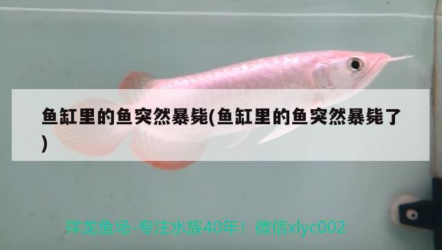 魚缸里的魚突然暴斃(魚缸里的魚突然暴斃了) 黃金達(dá)摩魚