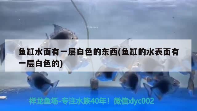 魚缸水面有一層白色的東西(魚缸的水表面有一層白色的) 狗仔（招財(cái)貓)魚苗