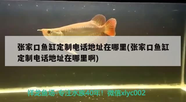 張家口魚(yú)缸定制電話地址在哪里(張家口魚(yú)缸定制電話地址在哪里啊) 名貴錦鯉魚(yú)