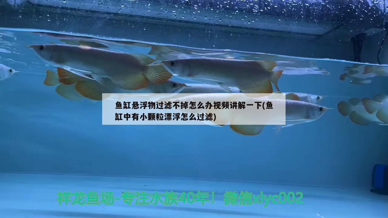 魚缸懸浮物過濾不掉怎么辦視頻講解一下(魚缸中有小顆粒漂浮怎么過濾) 白子黃化銀龍魚