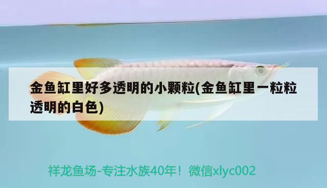 金魚缸里好多透明的小顆粒(金魚缸里一粒粒透明的白色)