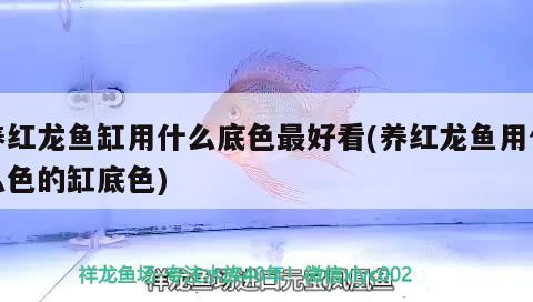 養(yǎng)紅龍魚(yú)缸用什么底色最好看(養(yǎng)紅龍魚(yú)用什么色的缸底色)