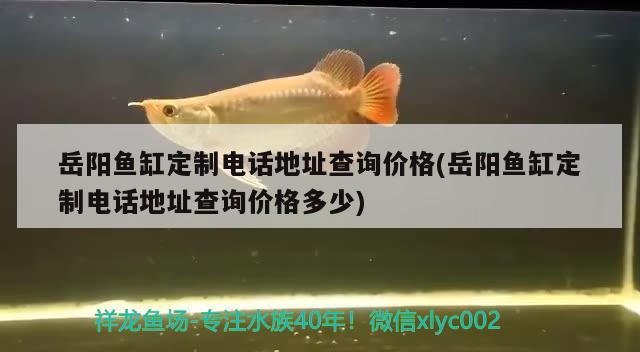 岳陽魚缸定制電話地址查詢價格(岳陽魚缸定制電話地址查詢價格多少) 印尼三紋虎