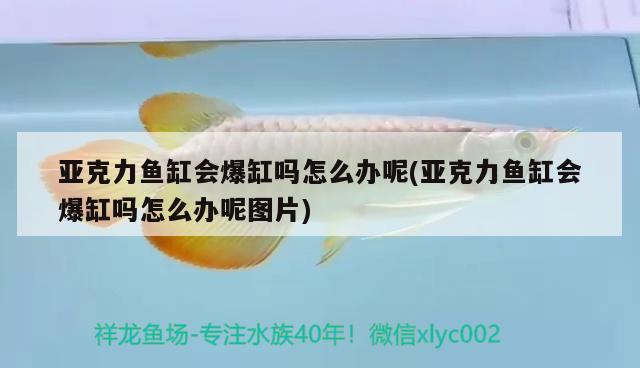 亞克力魚缸會(huì)爆缸嗎怎么辦呢(亞克力魚缸會(huì)爆缸嗎怎么辦呢圖片)