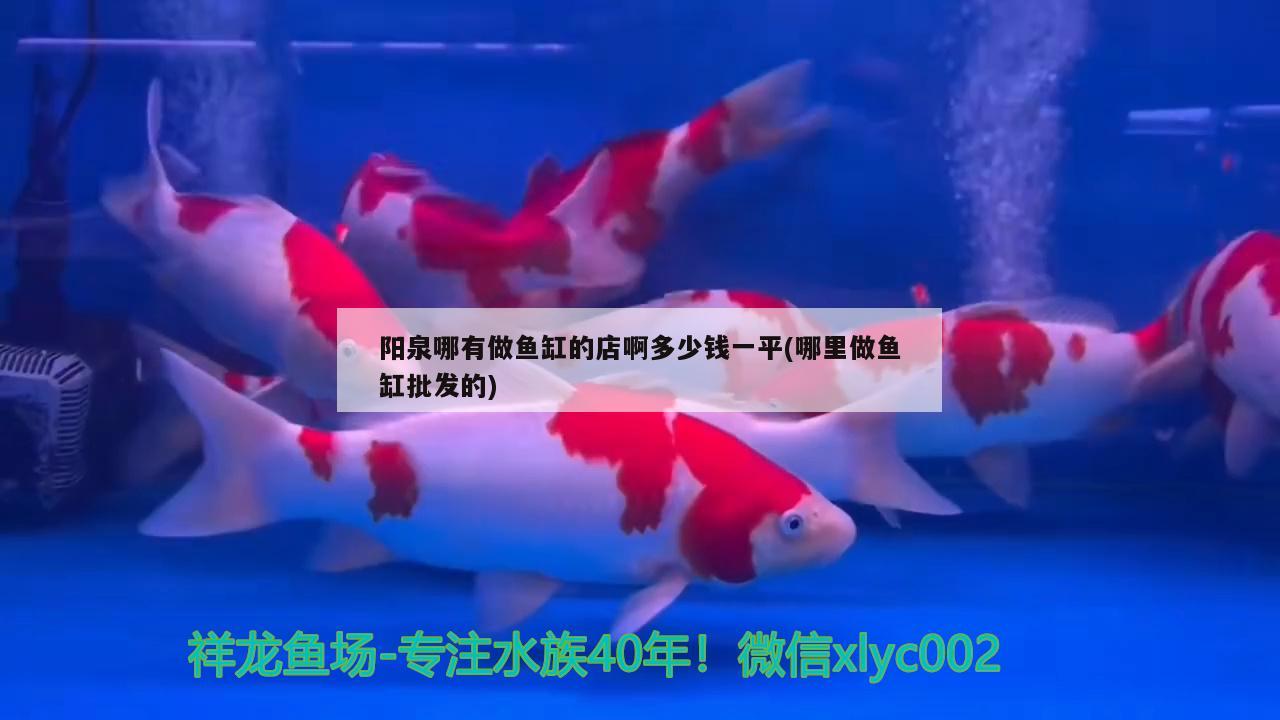 陽泉哪有做魚缸的店啊多少錢一平(哪里做魚缸批發(fā)的) 觀賞魚企業(yè)目錄