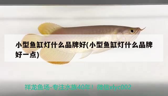 小型魚缸燈什么品牌好(小型魚缸燈什么品牌好一點)