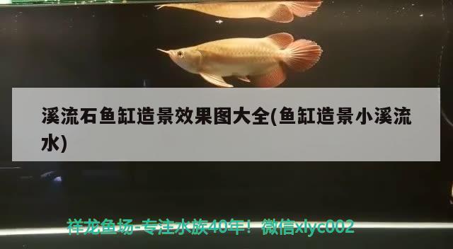 溪流石魚缸造景效果圖大全(魚缸造景小溪流水) 野生埃及神仙魚