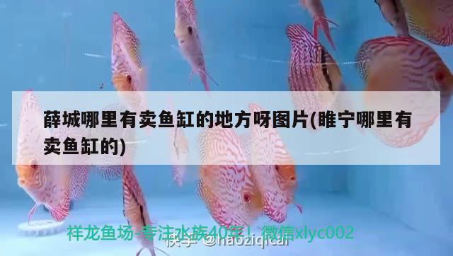 薛城哪里有賣(mài)魚(yú)缸的地方呀圖片(睢寧哪里有賣(mài)魚(yú)缸的) 水族維護(hù)服務(wù)（上門(mén)）