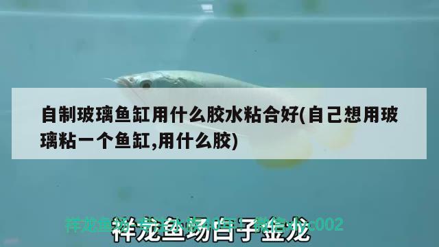 自制玻璃魚缸用什么膠水粘合好(自己想用玻璃粘一個魚缸,用什么膠)