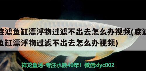 底濾魚缸漂浮物過濾不出去怎么辦視頻(底濾魚缸漂浮物過濾不出去怎么辦視頻) 紅勾銀版魚