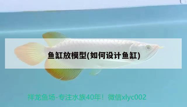 魚缸放模型(如何設(shè)計魚缸) 薩伊藍魚