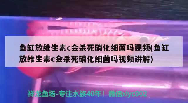 魚缸放維生素c會殺死硝化細菌嗎視頻(魚缸放維生素c會殺死硝化細菌嗎視頻講解) 硝化細菌