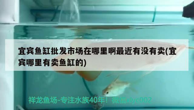 宜賓魚缸批發(fā)市場在哪里啊最近有沒有賣(宜賓哪里有賣魚缸的) 麥肯斯銀版魚