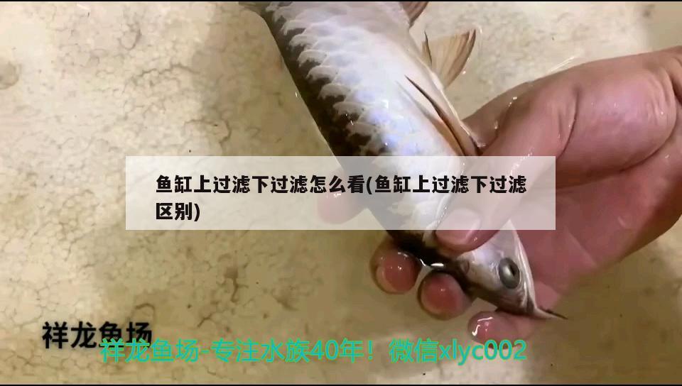 魚缸上過濾下過濾怎么看(魚缸上過濾下過濾區(qū)別)