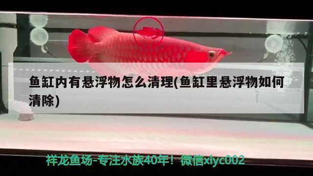 魚缸內(nèi)有懸浮物怎么清理(魚缸里懸浮物如何清除) 祥龍魚場